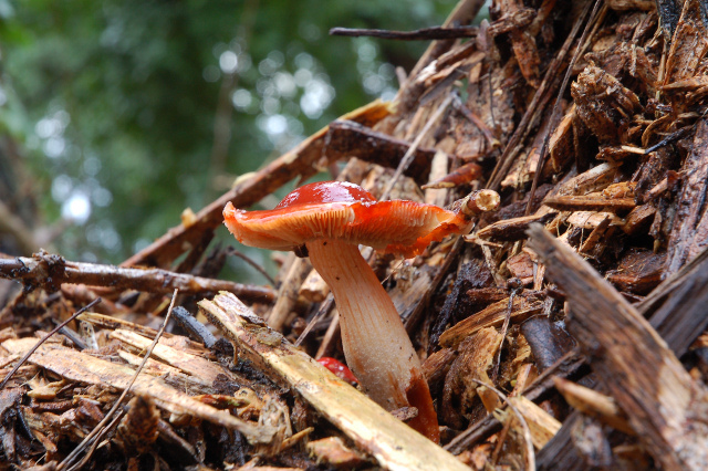 Un giretto tra le quercie